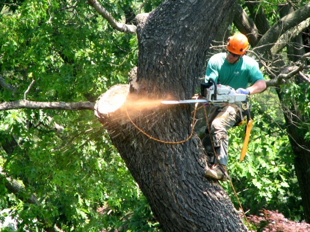 Tree Service South San Francisco